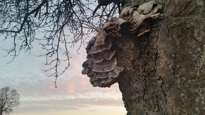 Baum Pilz