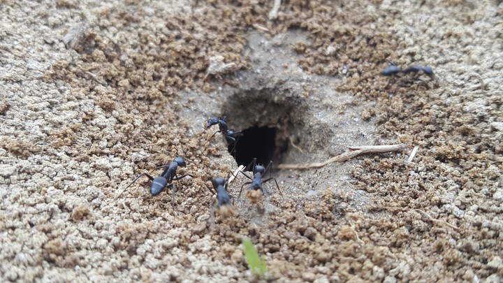 ants