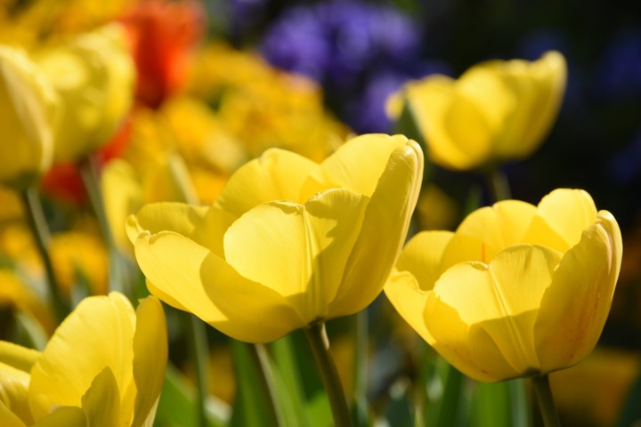Sunny spring