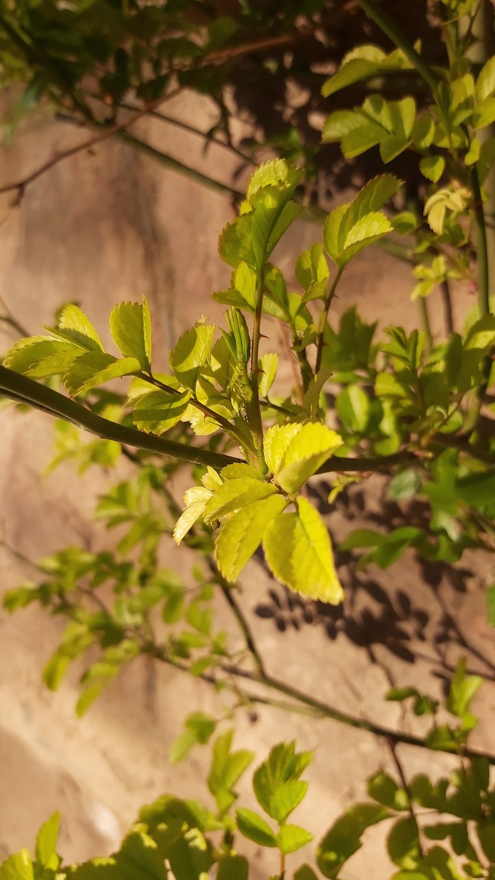 plants