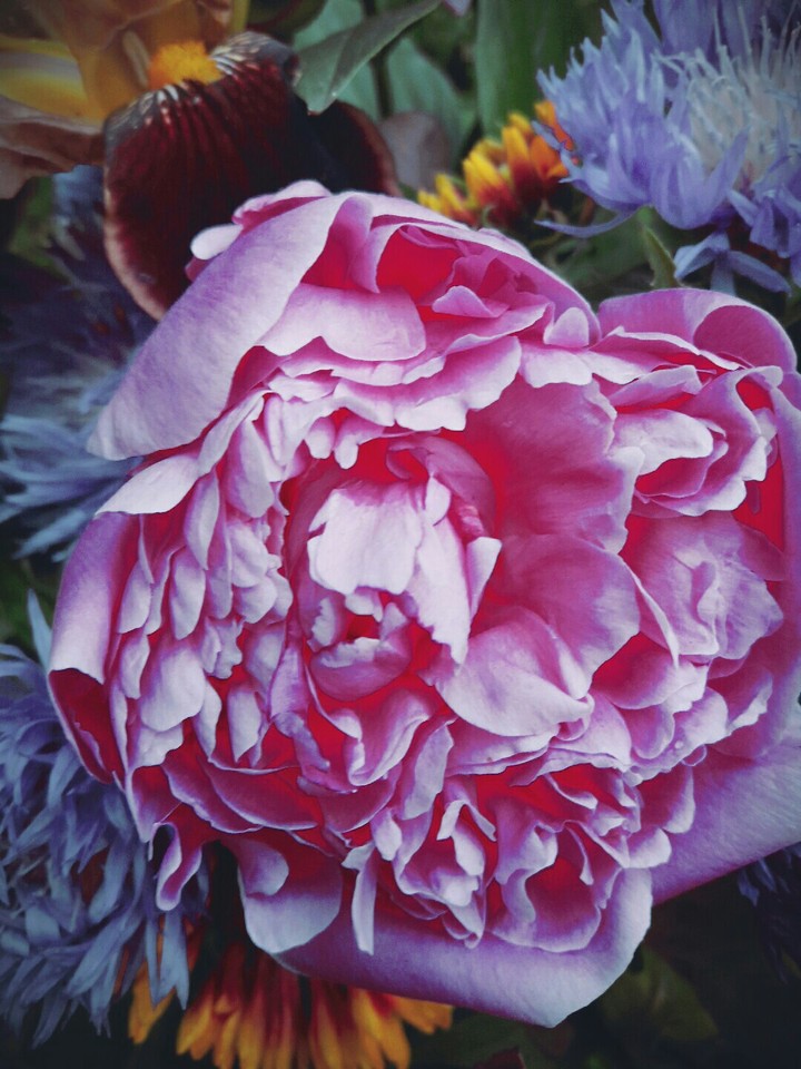 flowers