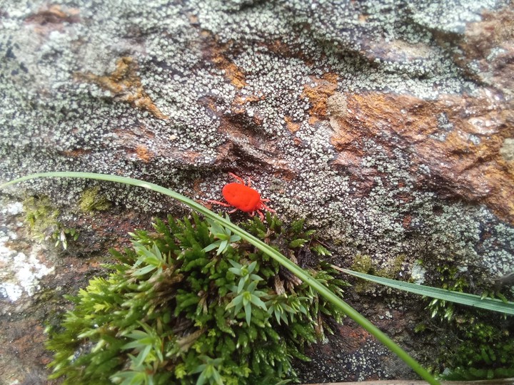 Red Velvet Mite