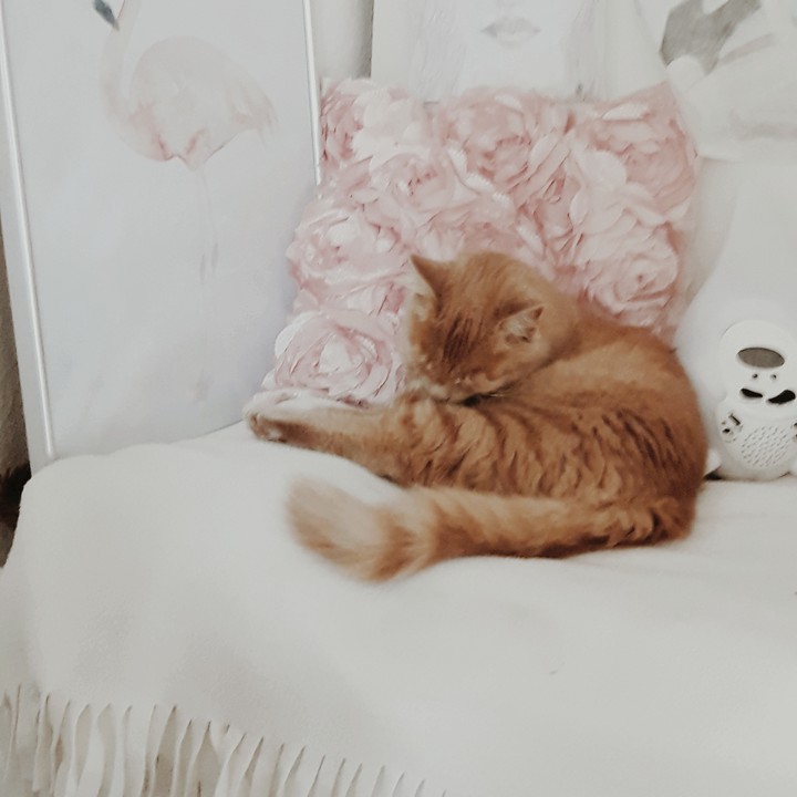 cat