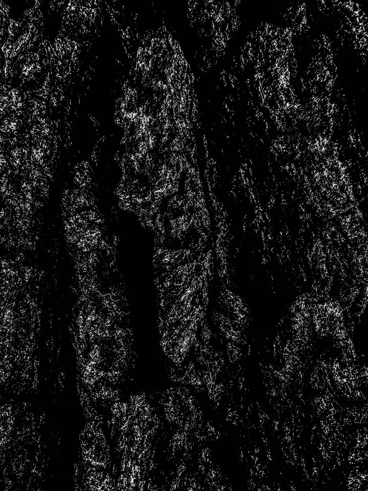Old Tree