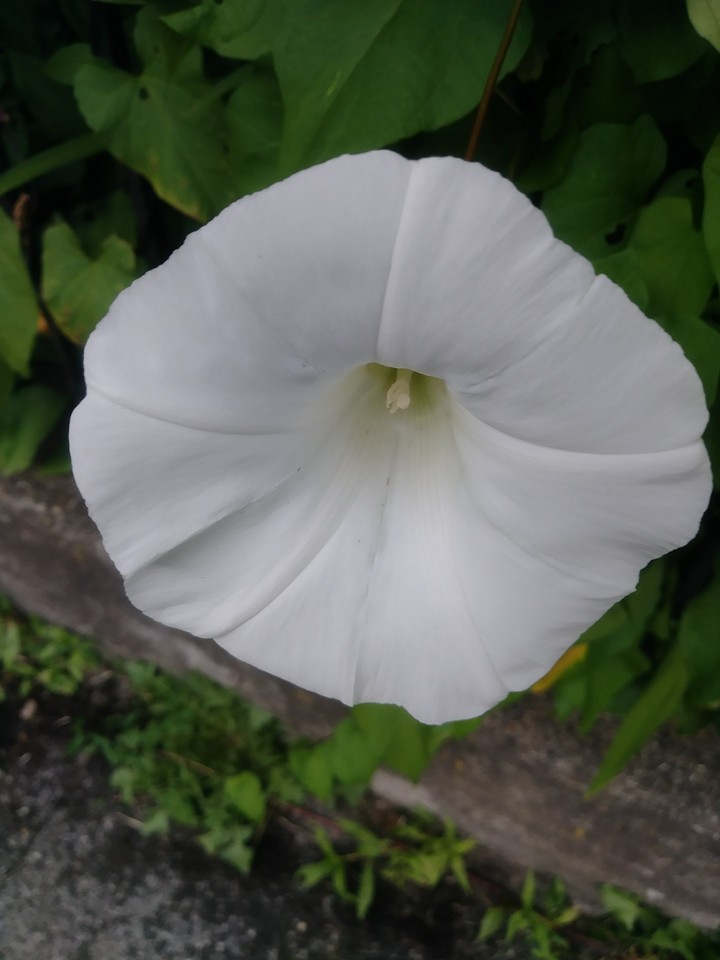 Morning Glory flower