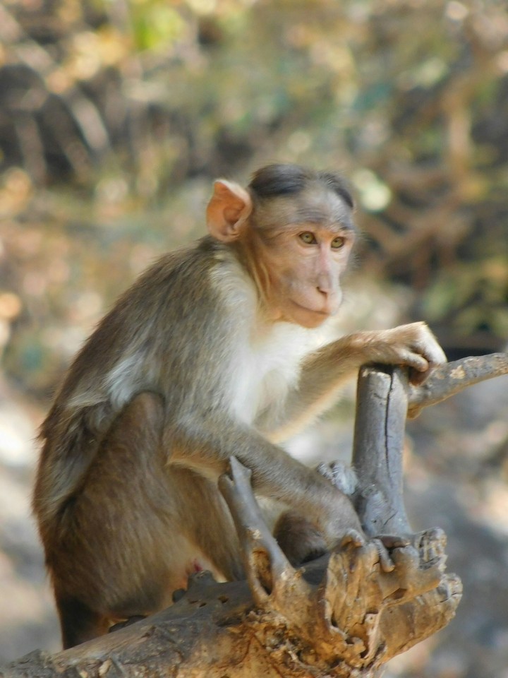 MONKEY