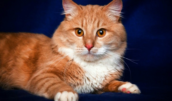 Cute Cat ☺