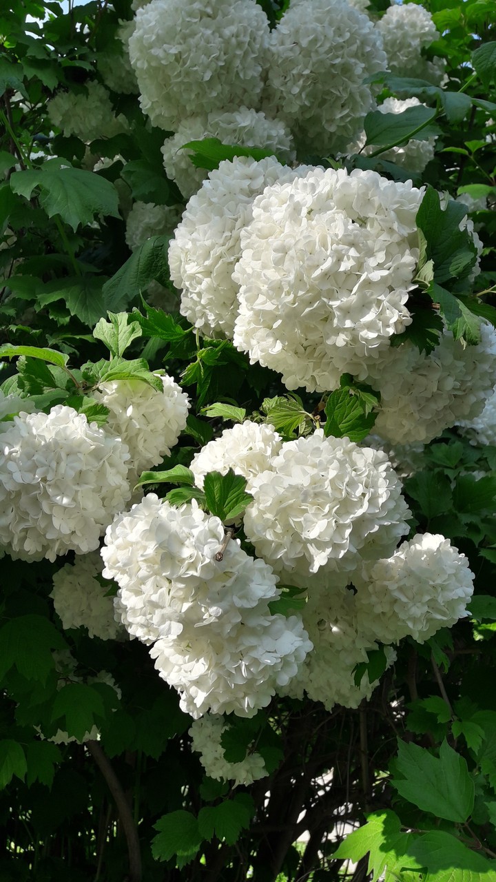 park_mellat_mashhad