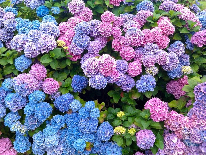 hydrangea Hortenzie