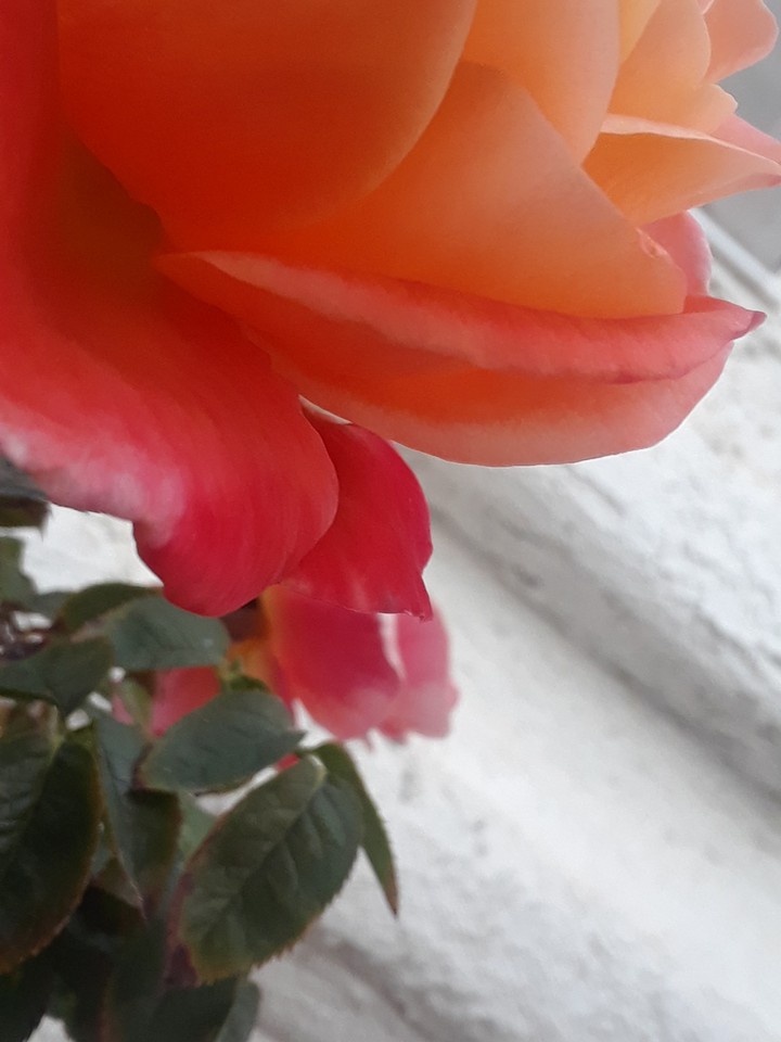 rose
