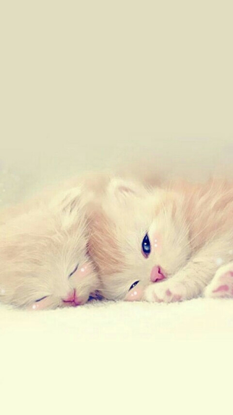 cats' art