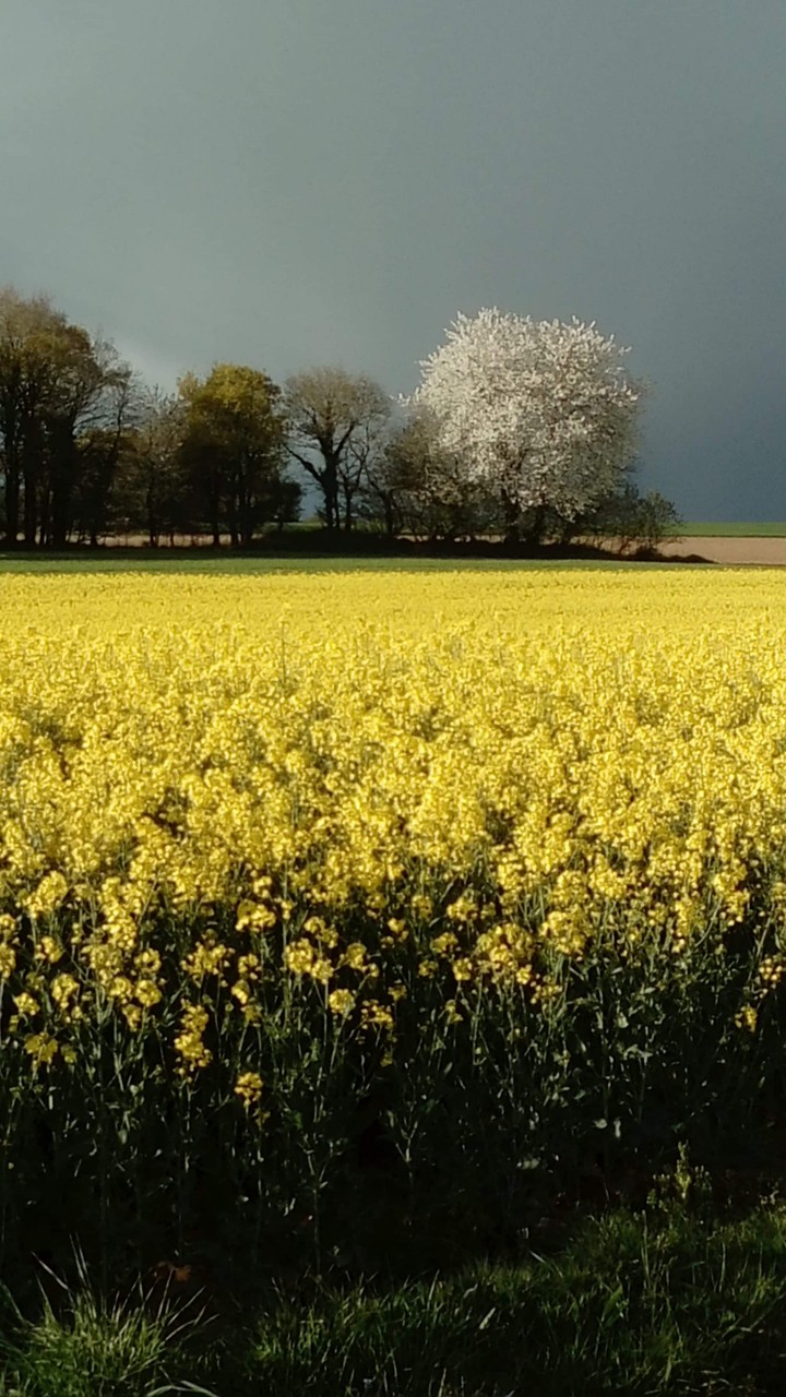 Orage
