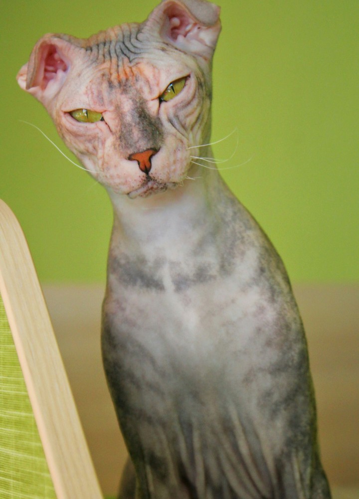 кошка