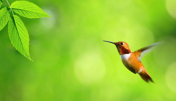 colibrí