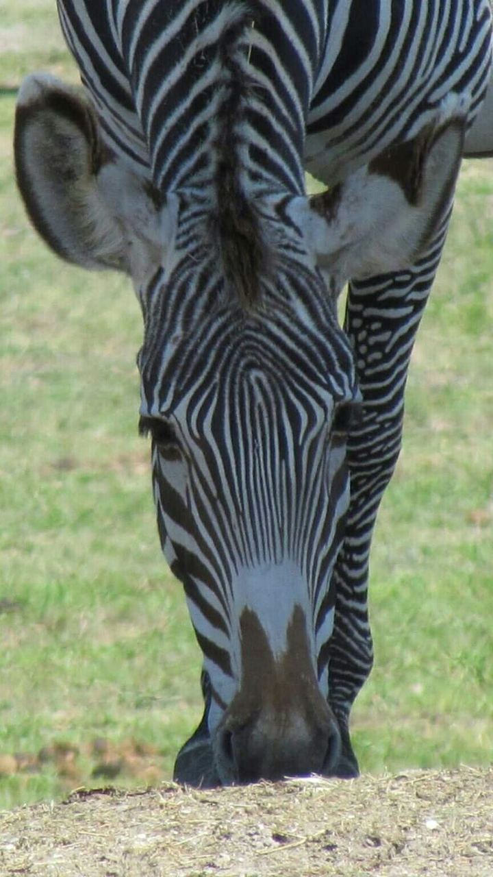 Zebra grazing