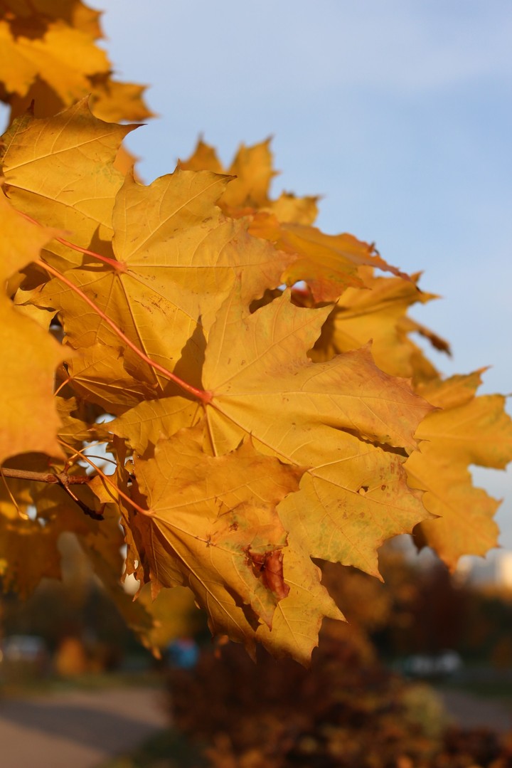Осень. Autumn
