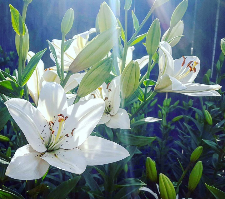 Sunshine and Lilies
