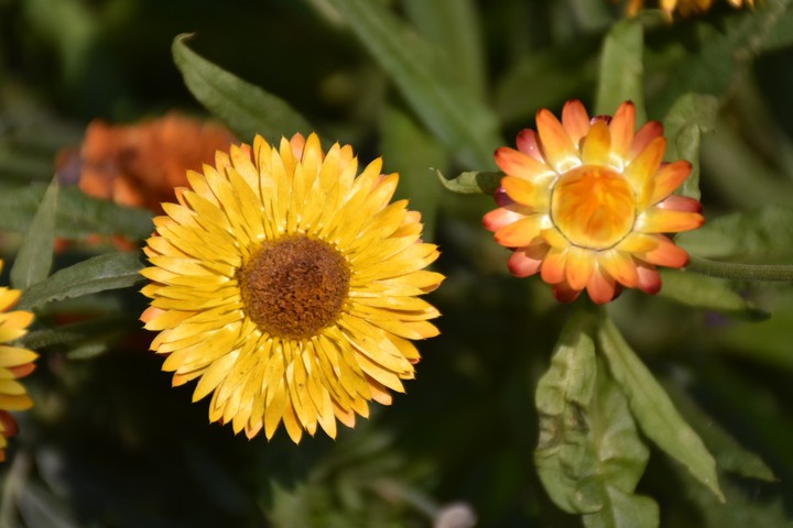 Flowers