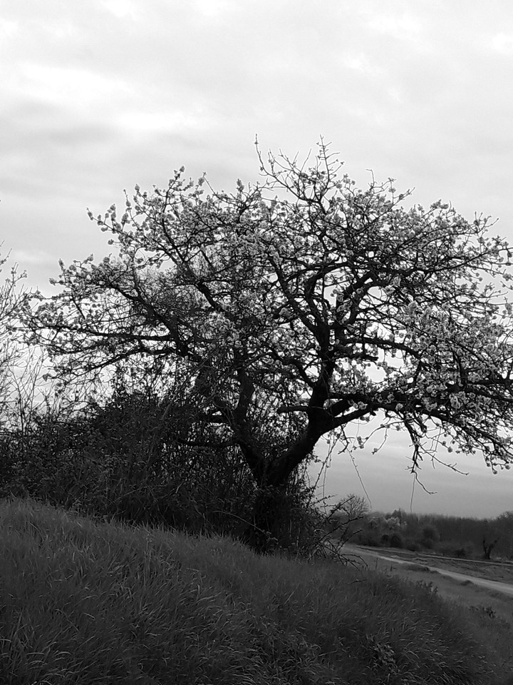 pommier noir et blanc