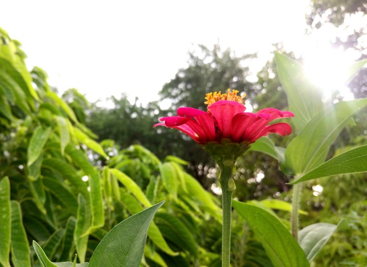 FLOR ROSA (SAN LORENZO, GRO).
