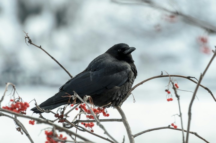 Crow