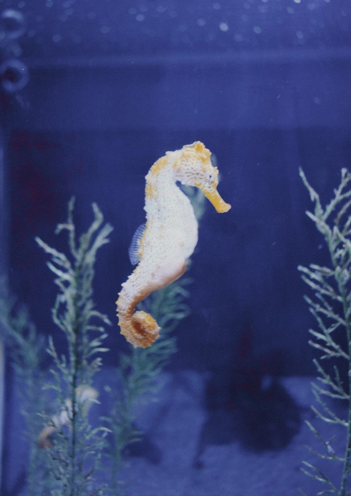 Sea Life