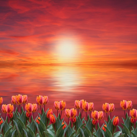 red, spring वॉलपेपर