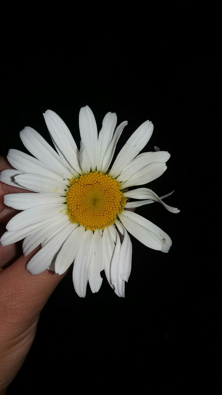 flor Branca