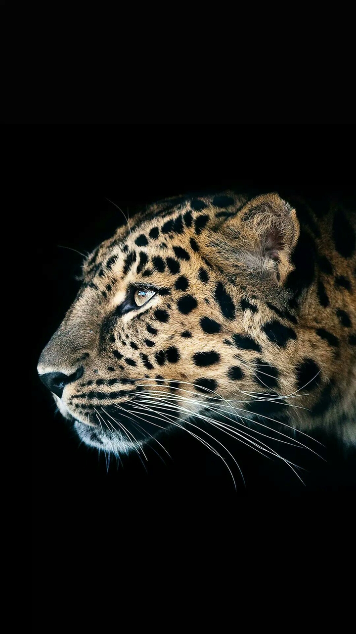 cheetah