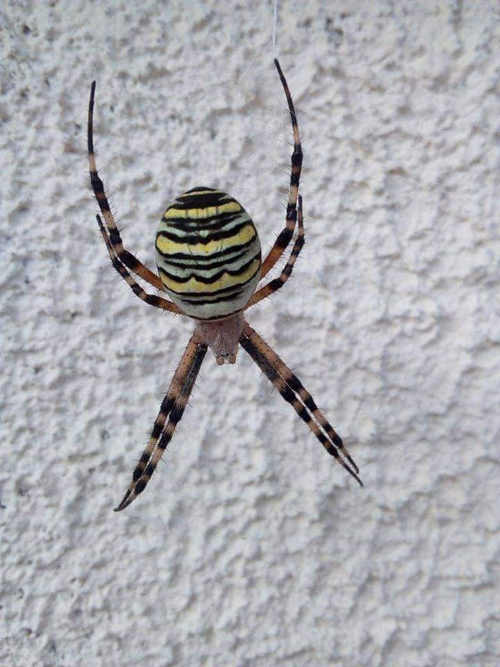 Amazing spider