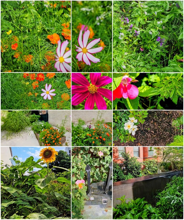 тапети wildflower, august
