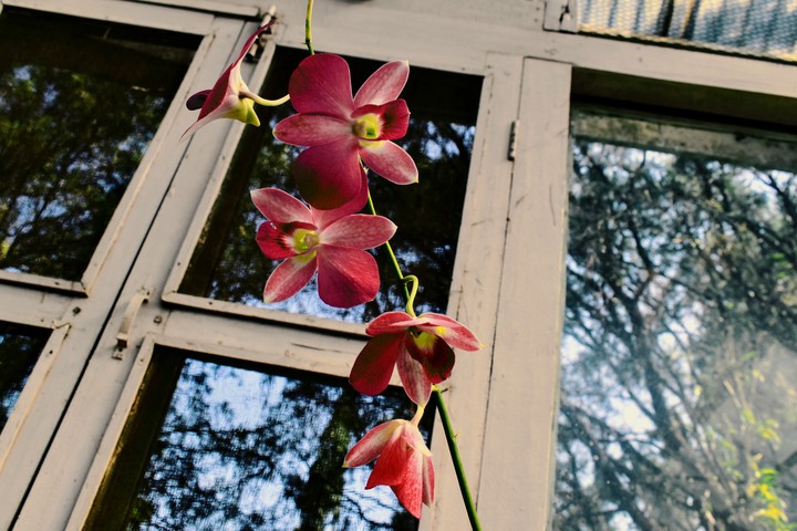 flowers