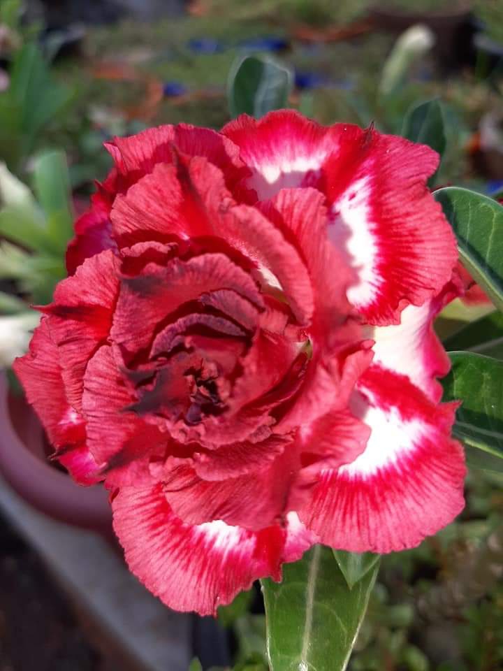 Adenium