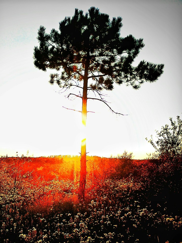 Solar pine