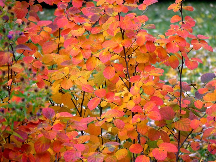 Red tree