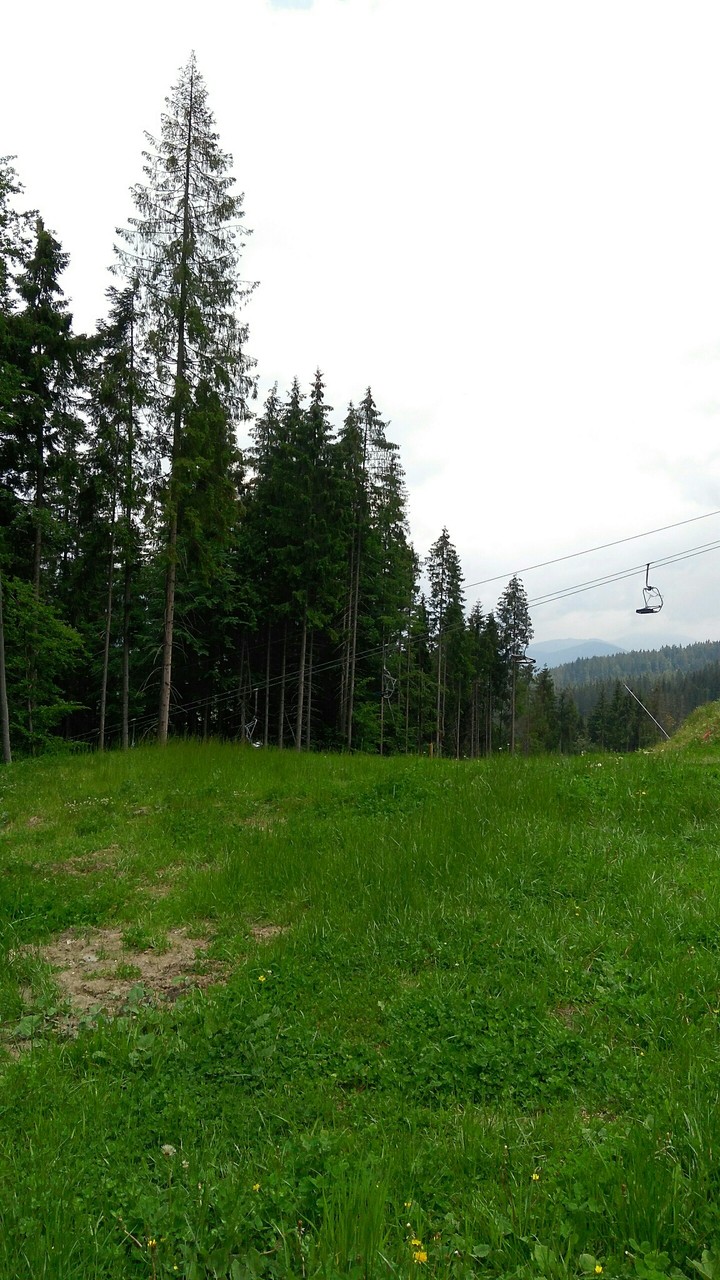 mountain forests in the summer