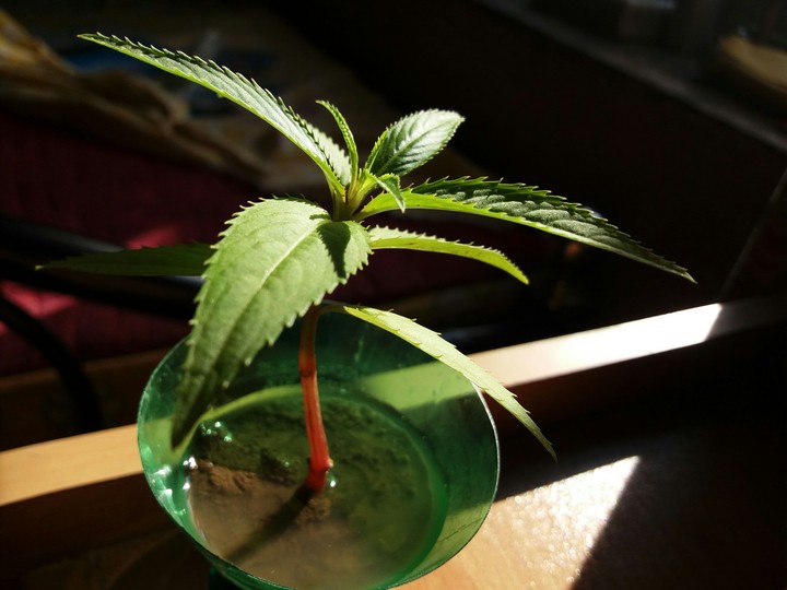 at home " indoor plants"