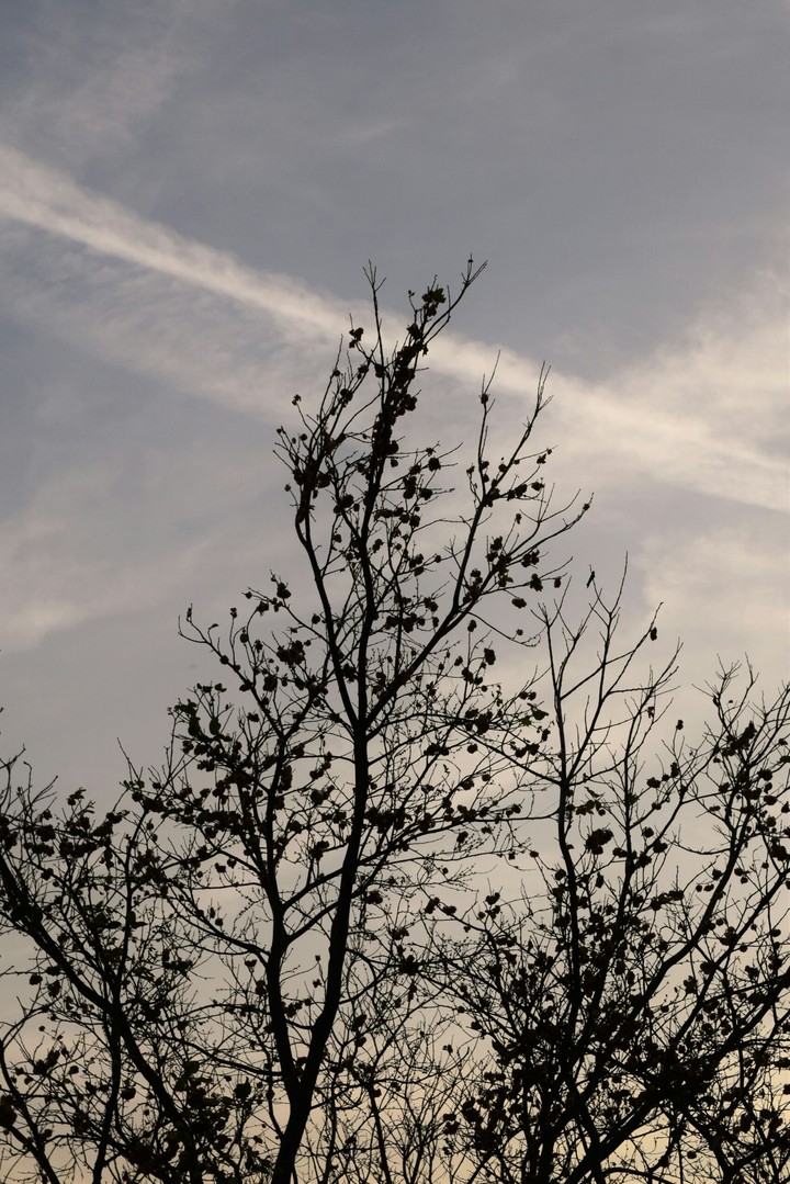 Wild tree