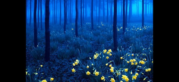 Black Forest, Germany