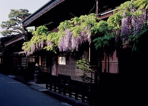 Hida Takayama - wisteria