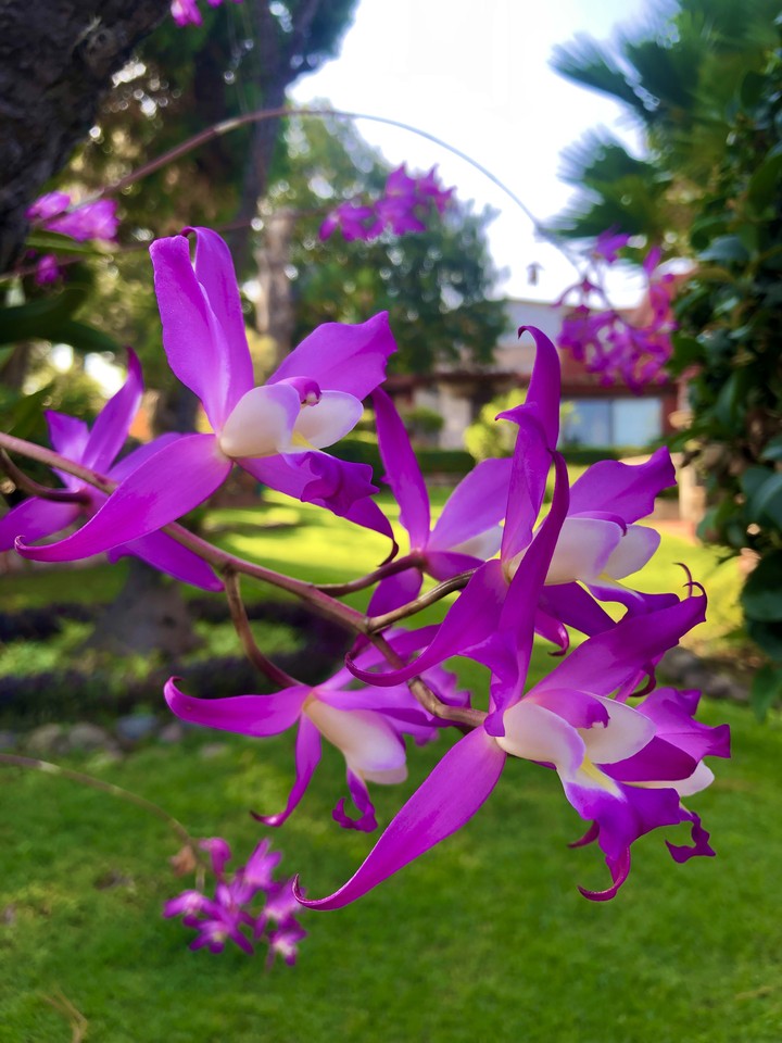 Flora de Michoacan
