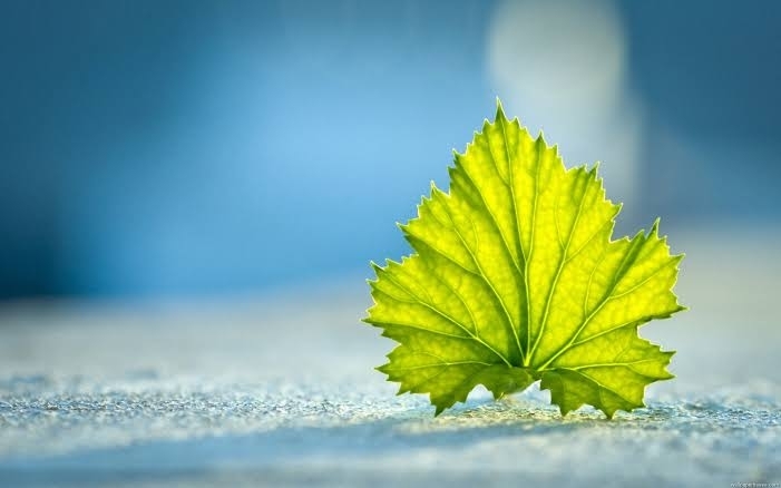 Leaf