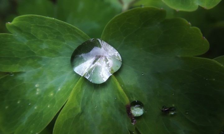 drop