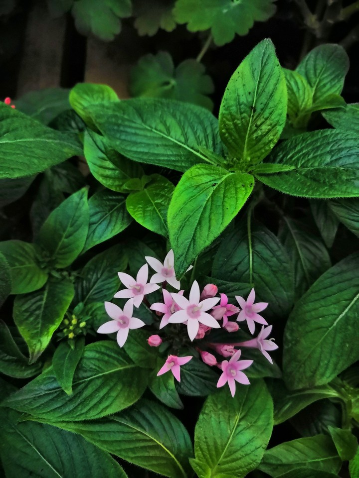Star flower