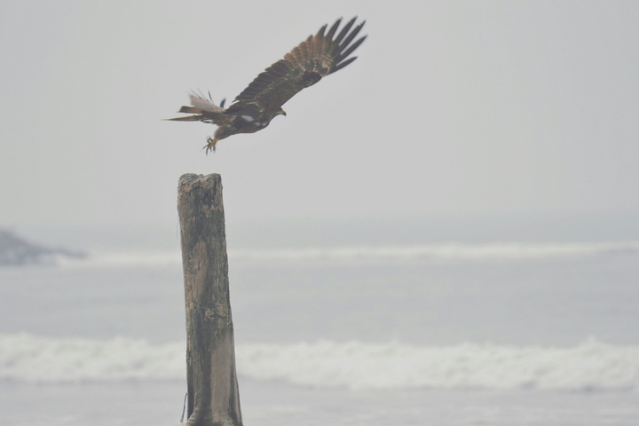 eagle