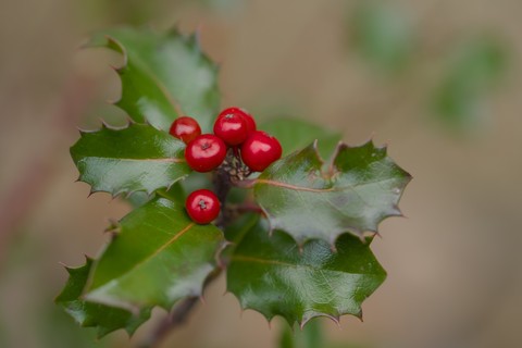 tapety holly, berry