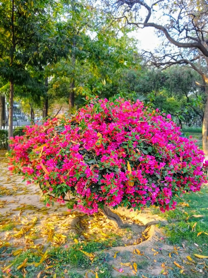 Bougainvillea