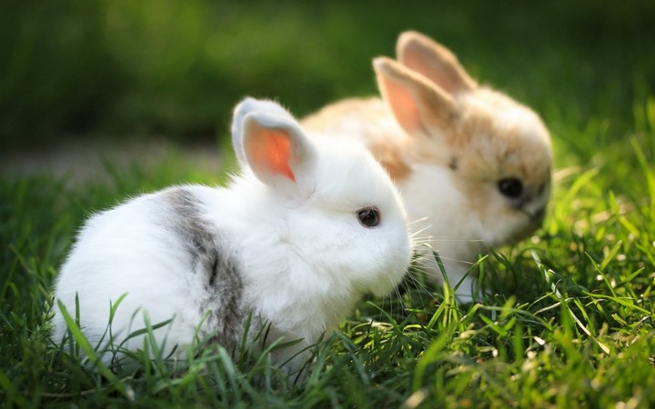 2 Rabbit 