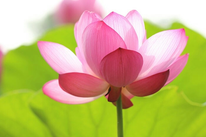 lotus