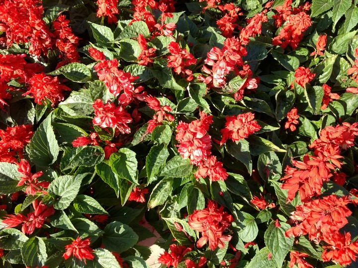 flower